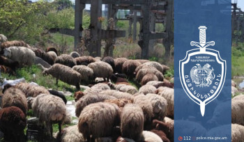 30-ամյա երիտասարդը Ներքին Չարբախի 1-ին փողոցի հարակից դաշտից գողացել էր 224 ոչխար. ՆԳՆ