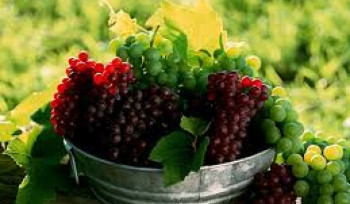 Երբ է սպասվում խաղողի վազի մասսայական ծաղկումը Արարատյան դաշտում