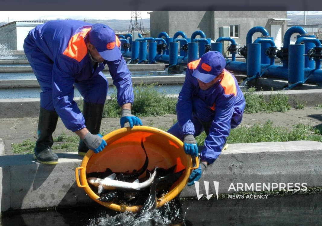 Կառավարությունը սահմանեց ԵՄ երկրներ ձուկ և ձկնամթերք արտահանող տնտեսավարողներին ներկայացվող պահանջները