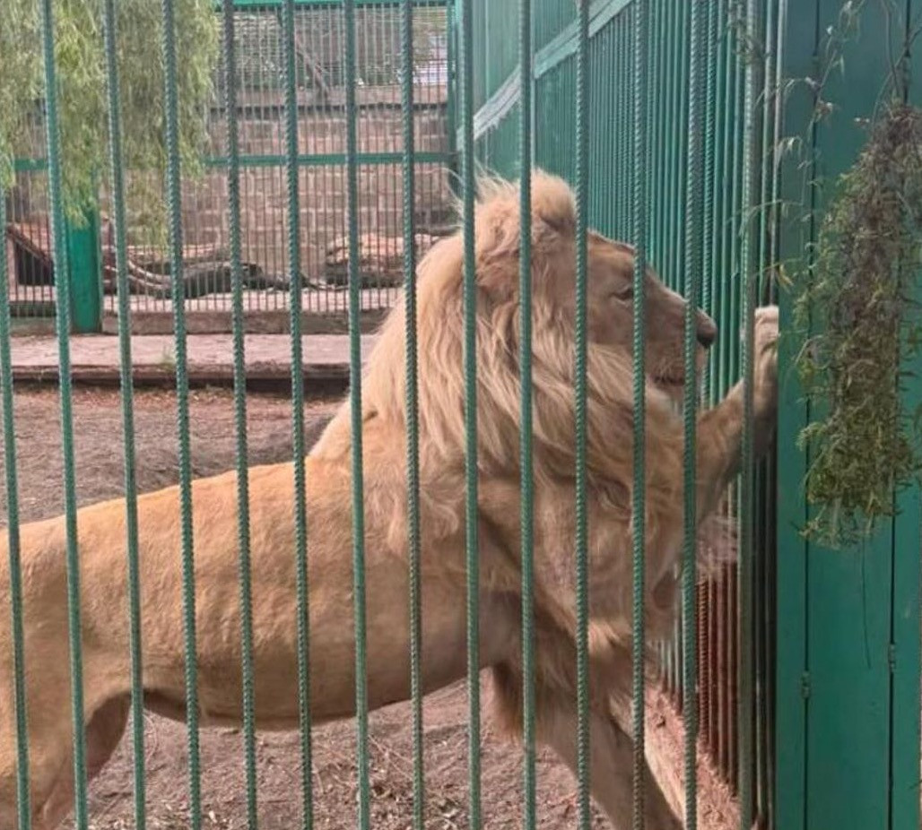 Ծառուկյանի այգու առյուծները չիպավորված են. Արթուր Խաչատրյան. «Հրապարակ»