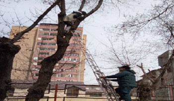 Երեխան բարձրացել է ծառը և չի կարողացել ինքնուրույն իջնել. օգնության են հասել փրկարարները